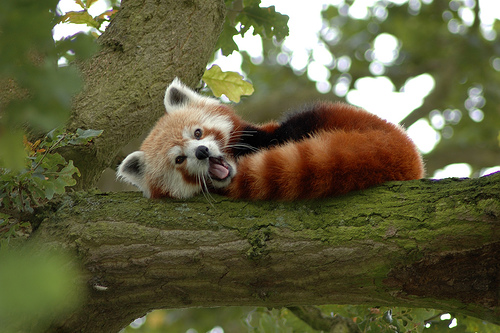 firefox red panda