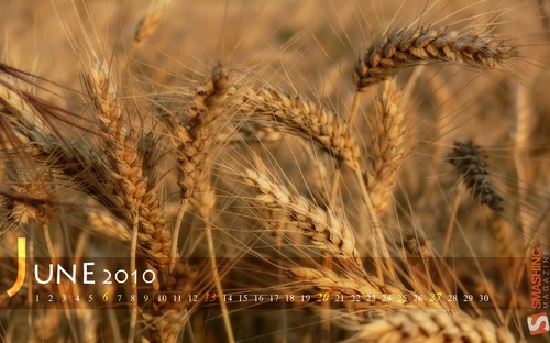 golden-field